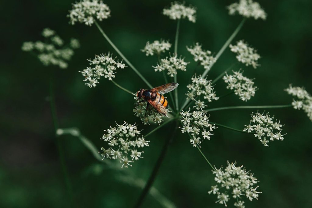 Cow Parsley 1024x683 - Flower & plant seeds to sow in October &ndash; Sowing Guide