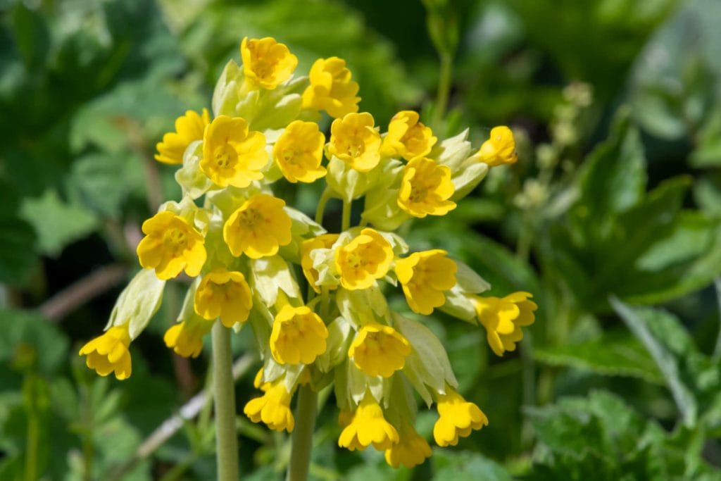 Cowslips 1024x683 - Flower & plant seeds to sow in October &ndash; Sowing Guide