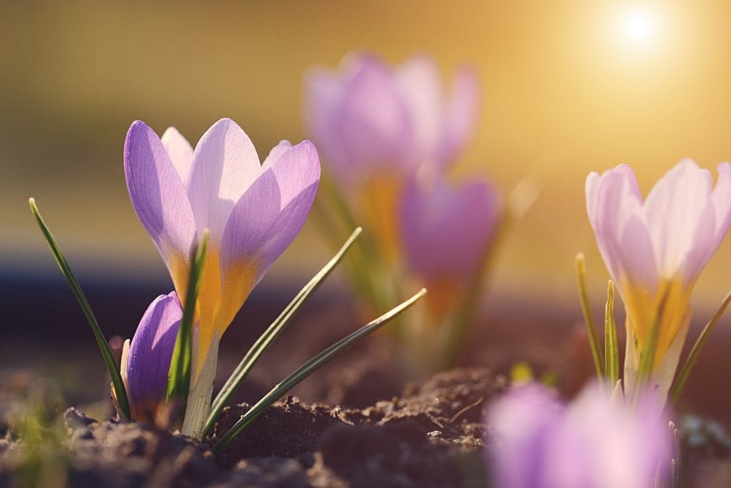 Crocus 1024x683 - Flower & plant seeds to sow in September &ndash; Sowing Guide