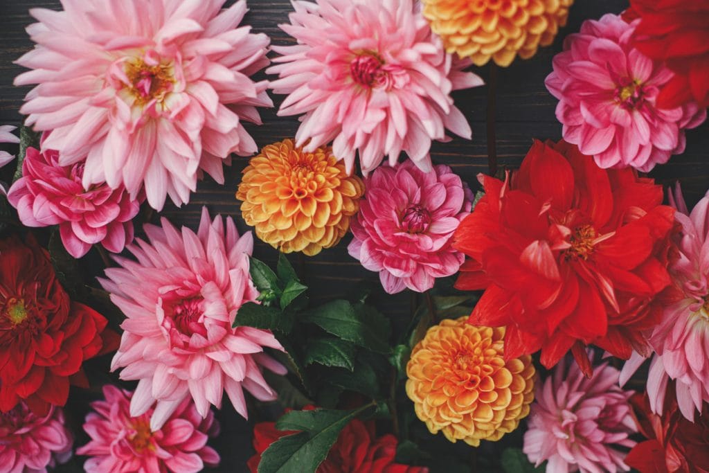 Dahlias 1024x683 - Flower & plant seeds to sow in March &ndash; Sowing Guide