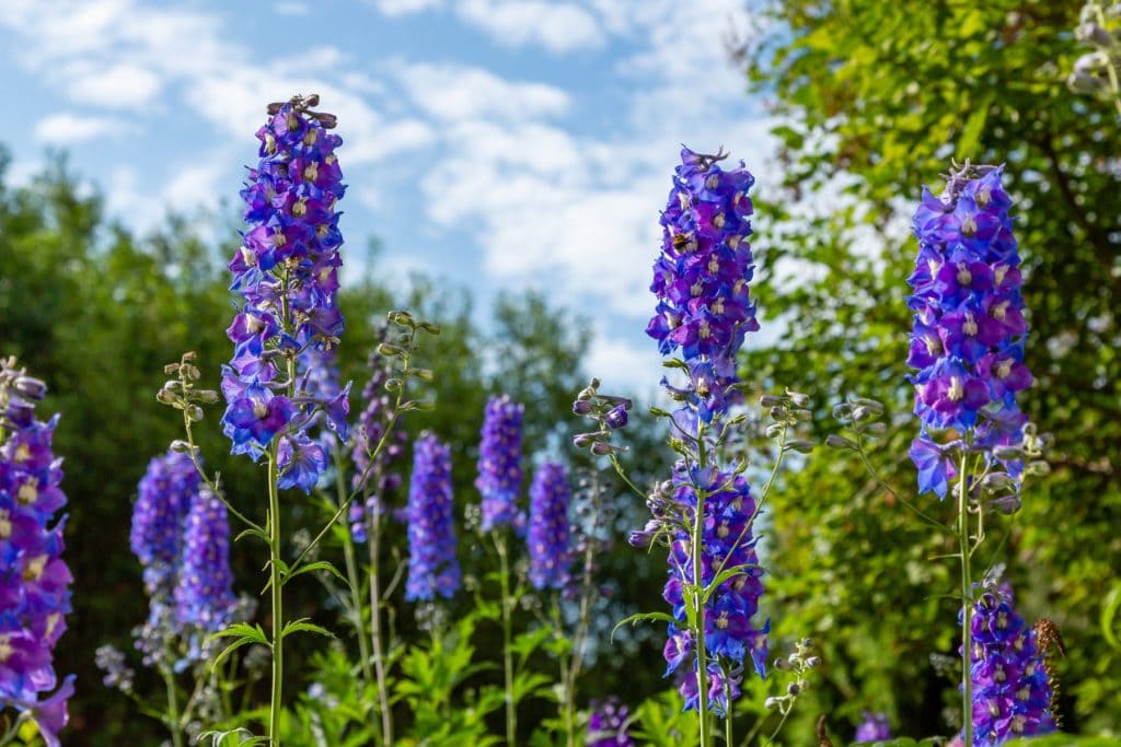 Flower & plant seeds to sow in July – Sowing Guide Delphiniums 1024x683 - Flower & plant seeds to sow in July – Sowing Guide