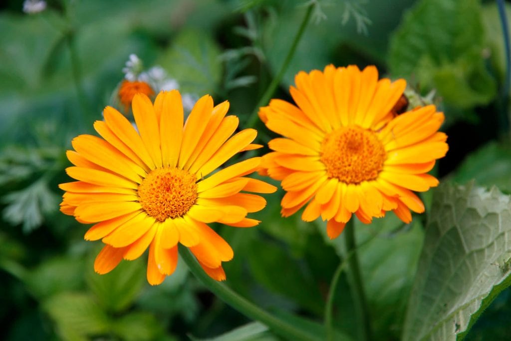 English Marigold 1024x683 - Flower & plant seeds to sow in September &ndash; Sowing Guide