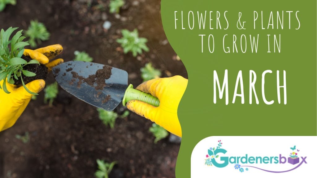 Flowers plants to grow in March 1024x576 - Flower & plant seeds to sow in March – Sowing Guide