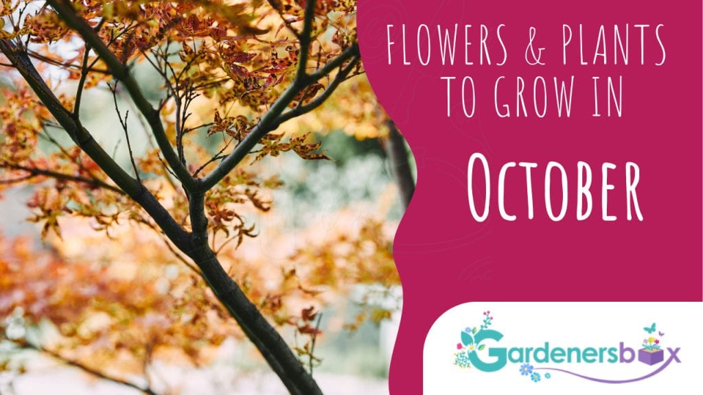 Flowers plants to grow in October 1024x576 - Flower & plant seeds to sow in October – Sowing Guide