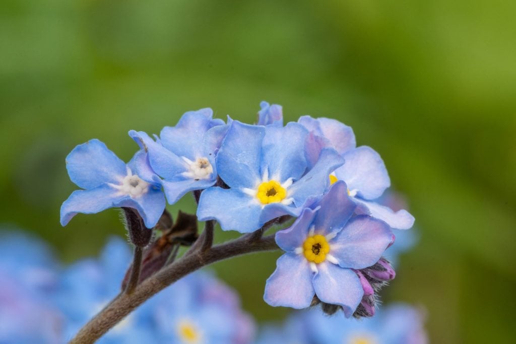 Flower & plant seeds to sow in July – Sowing Guide Forget me nots 1024x683 - Flower & plant seeds to sow in July – Sowing Guide