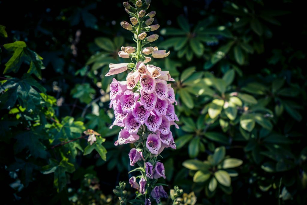 Flower & plant seeds to sow in July – Sowing Guide Foxgloves 1024x683 - Flower & plant seeds to sow in July – Sowing Guide