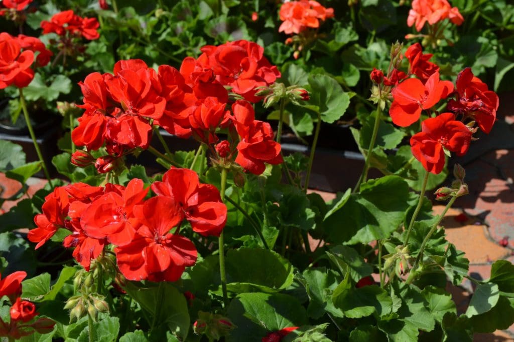 Flower & plant seeds to sow in July – Sowing Guide Geraniums 1024x683 - Flower & plant seeds to sow in July – Sowing Guide
