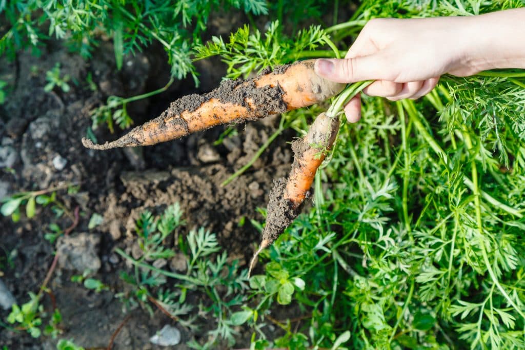 Growing carrots 1024x683 - Vegetable & fruit seeds to sow in February &ndash; Planting Guide