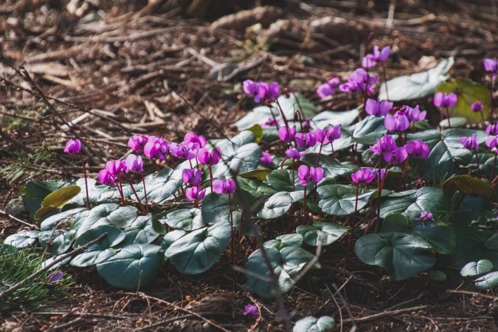 Flower & plant seeds to sow in December – Sowing Guide Hardy cyclamens 1024x683 - Flower & plant seeds to sow in December – Sowing Guide