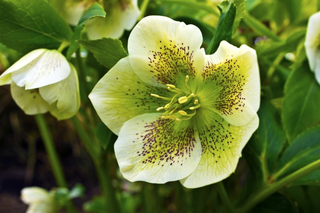 Hellebore 1024x683 - Flower & plant seeds to sow in October &ndash; Sowing Guide