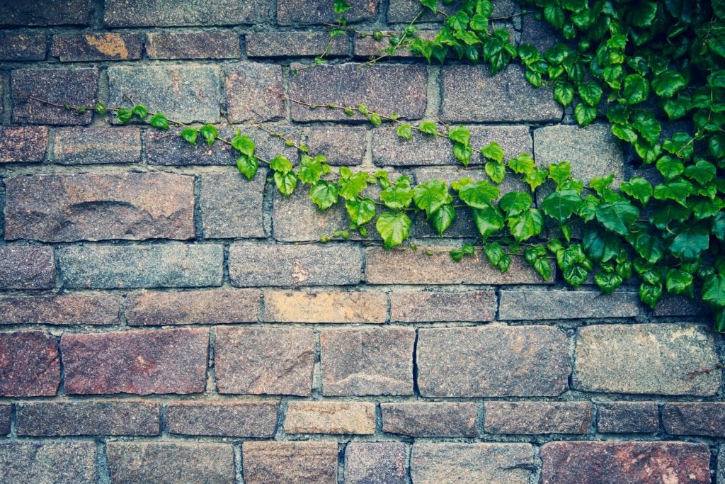 Flower & plant seeds to sow in December – Sowing Guide Ivy 1024x683 - Flower & plant seeds to sow in December – Sowing Guide