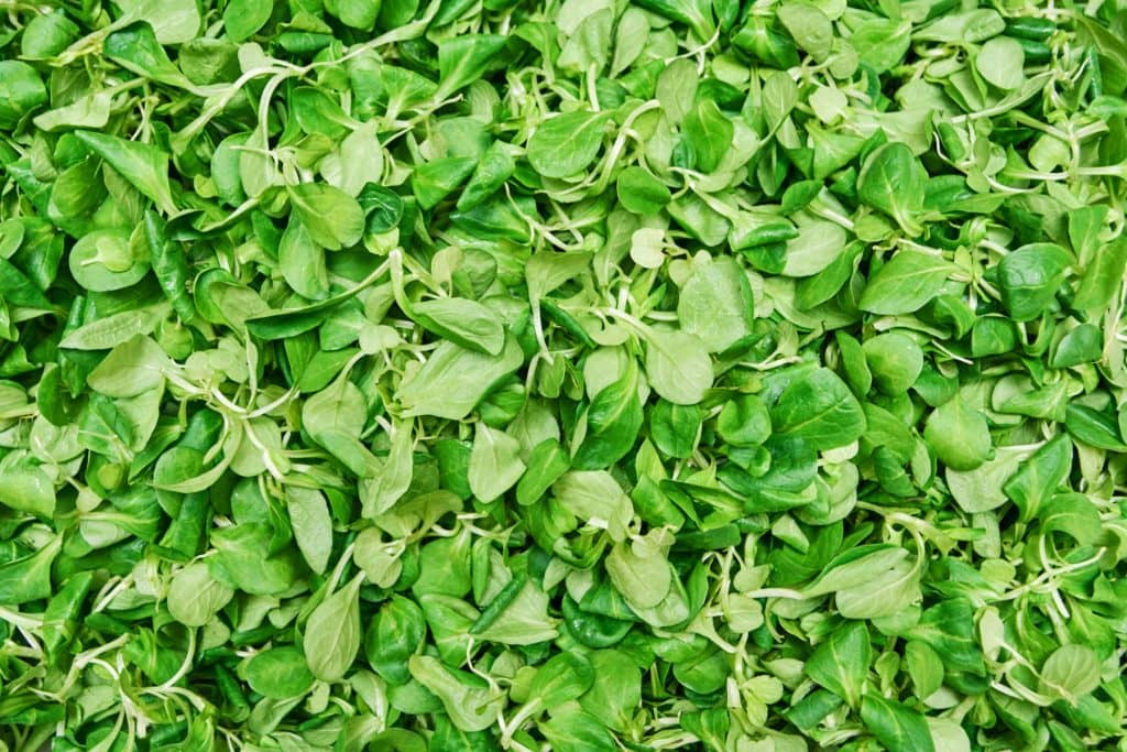 Flower & plant seeds to sow in December – Sowing Guide Lambs lettuce 1024x683 - Flower & plant seeds to sow in December – Sowing Guide