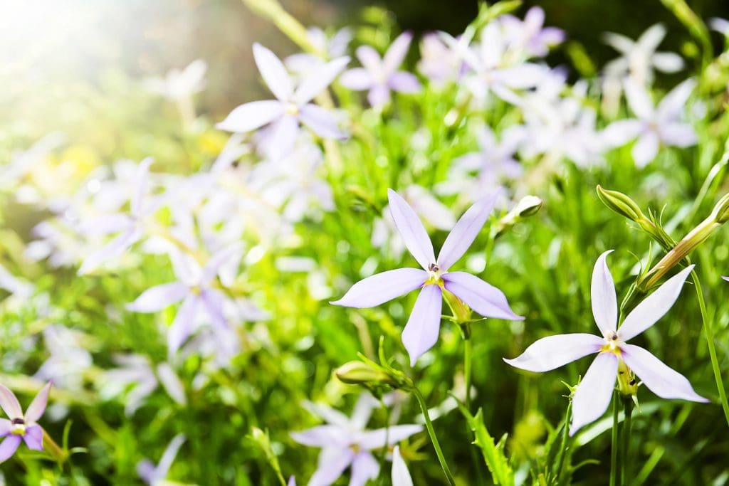 Flower & plant seeds to sow in December – Sowing Guide Laurentia 1024x683 - Flower & plant seeds to sow in December – Sowing Guide