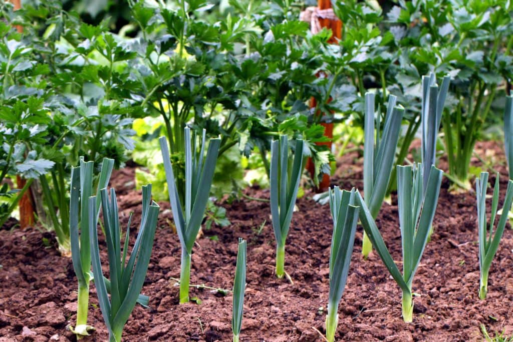 Leeks 1024x683 - Vegetable & fruit seeds to sow in February &ndash; Planting Guide