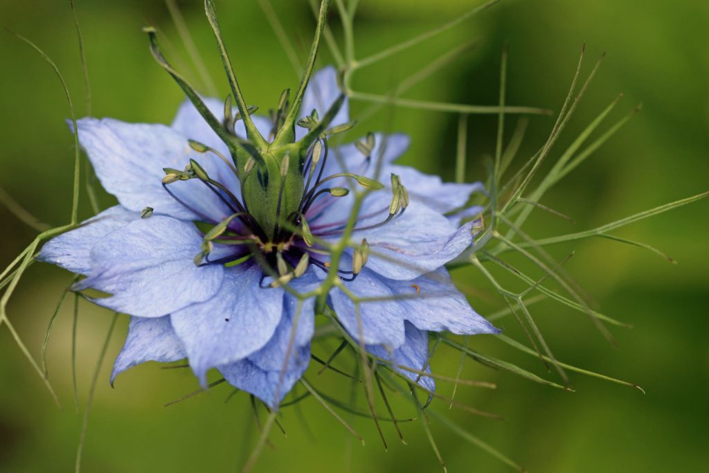 Love in a mist 1024x683 - Flower & plant seeds to sow in September &ndash; Sowing Guide