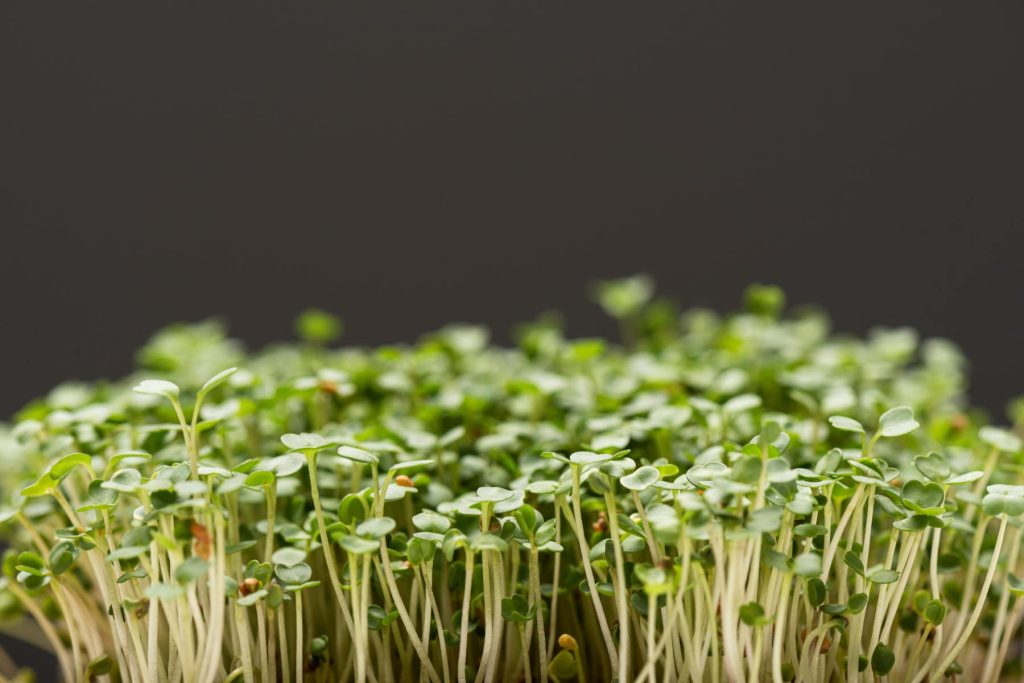 Flower & plant seeds to sow in December – Sowing Guide Microgreens 1024x683 - Flower & plant seeds to sow in December – Sowing Guide