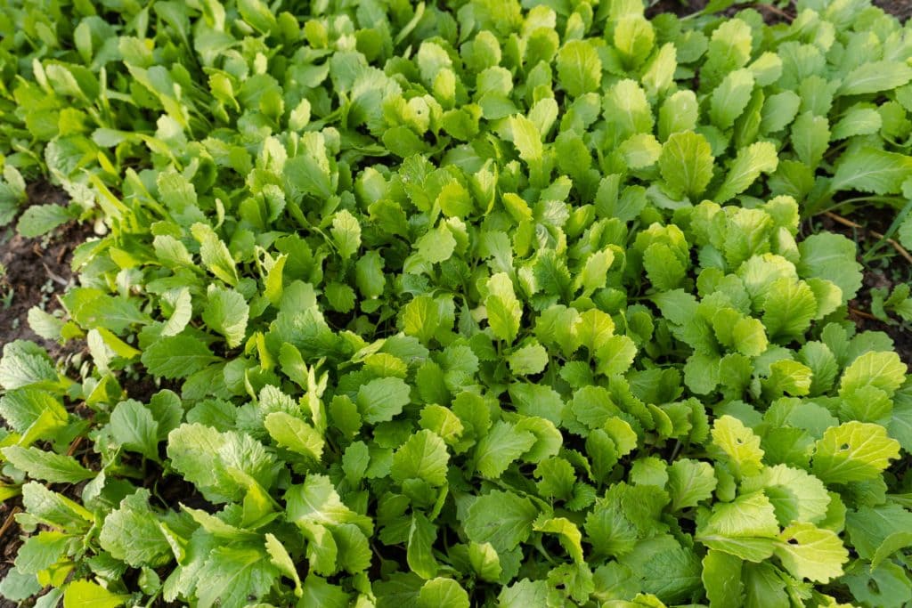 Flower & plant seeds to sow in December – Sowing Guide Mustard greens 1024x683 - Flower & plant seeds to sow in December – Sowing Guide