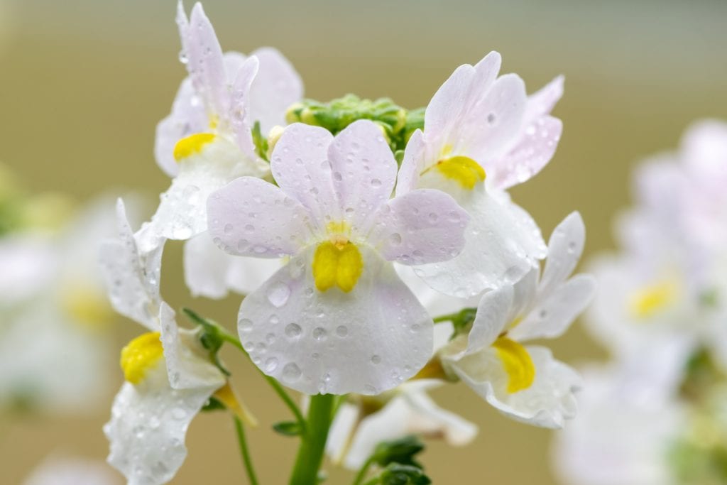 Nemesia 1024x683 - Flower & plant seeds to sow in September &ndash; Sowing Guide