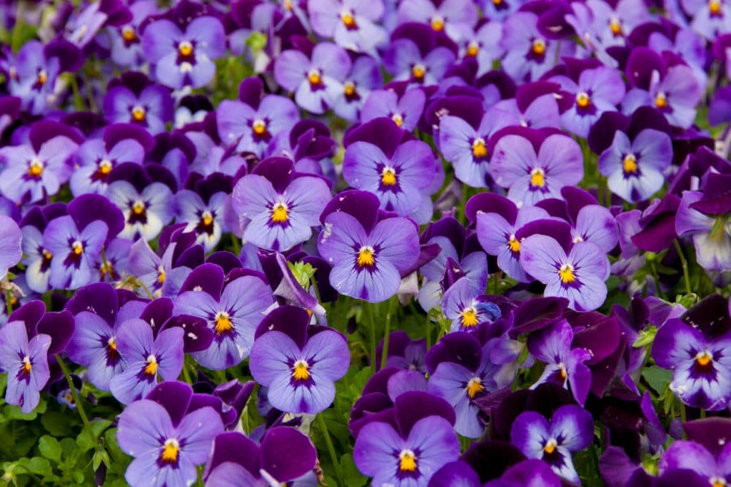 Flower & plant seeds to sow in July – Sowing Guide Pansies 1024x683 - Flower & plant seeds to sow in July – Sowing Guide