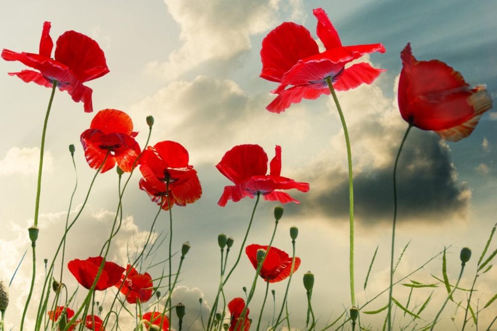 Papaver 1024x683 - Flower & plant seeds to sow in March &ndash; Sowing Guide