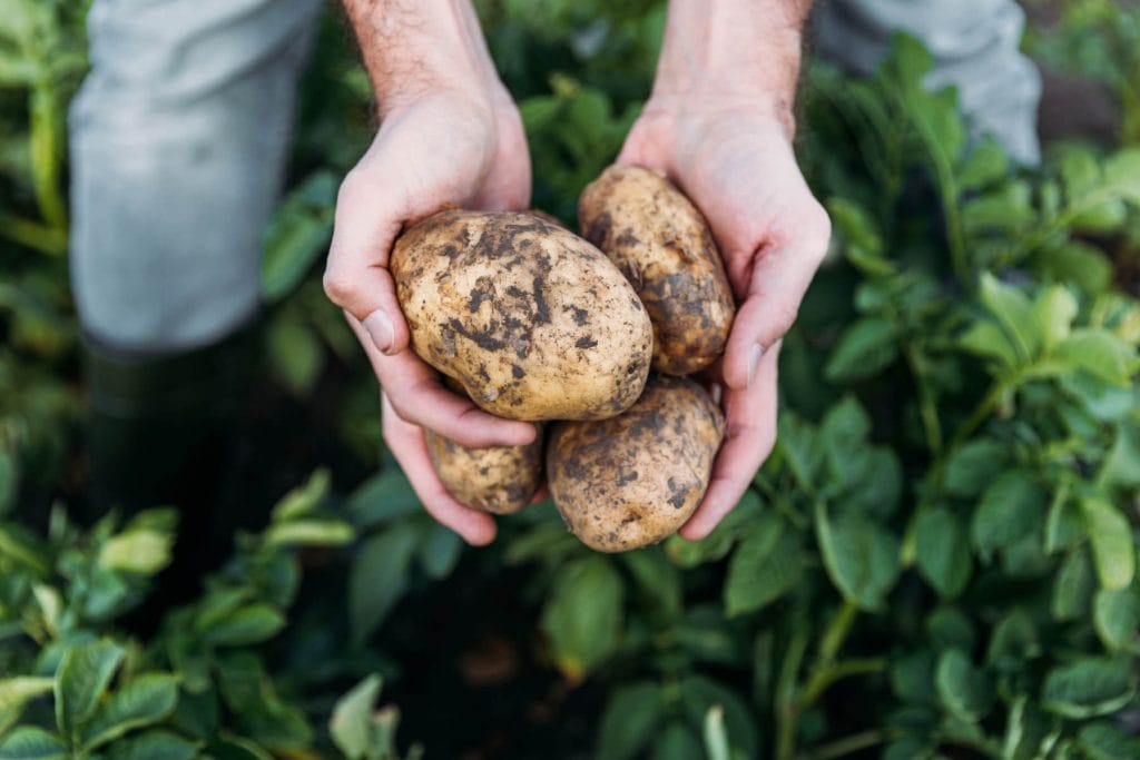 Potatoes 1024x683 - Vegetable & fruit seeds to sow in February &ndash; Planting Guide