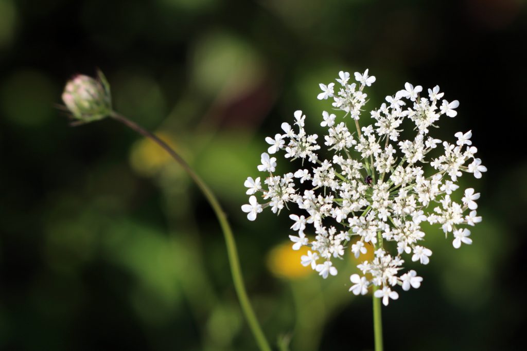 Queen Annes Lace 1024x683 - Flower & plant seeds to sow in September &ndash; Sowing Guide