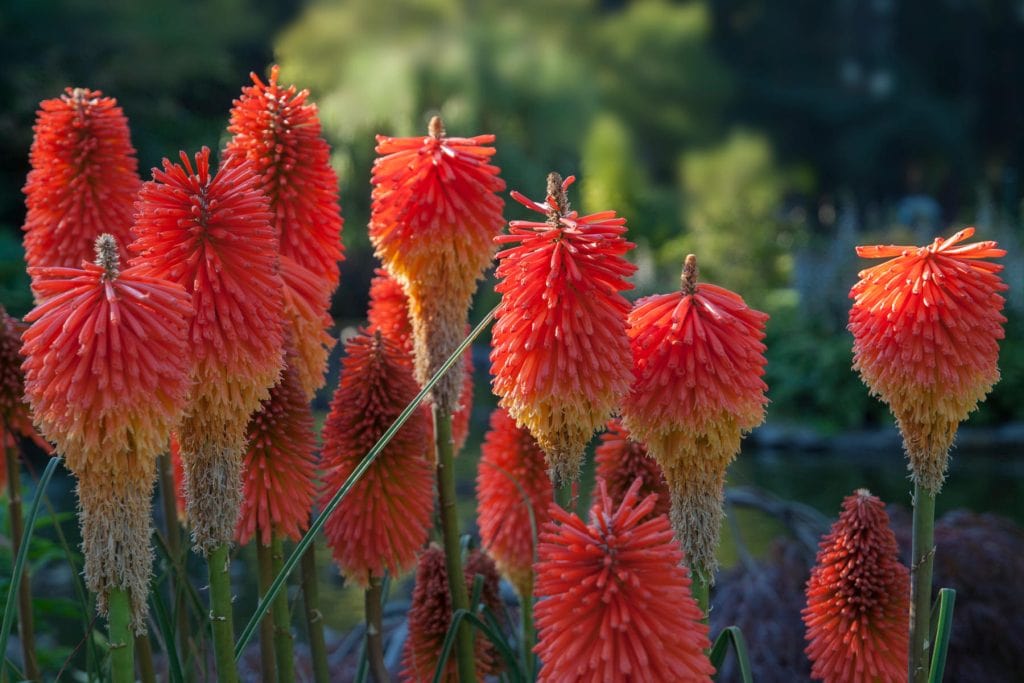 Red Hot Pokers 1024x683 - Flower & plant seeds to sow in September &ndash; Sowing Guide