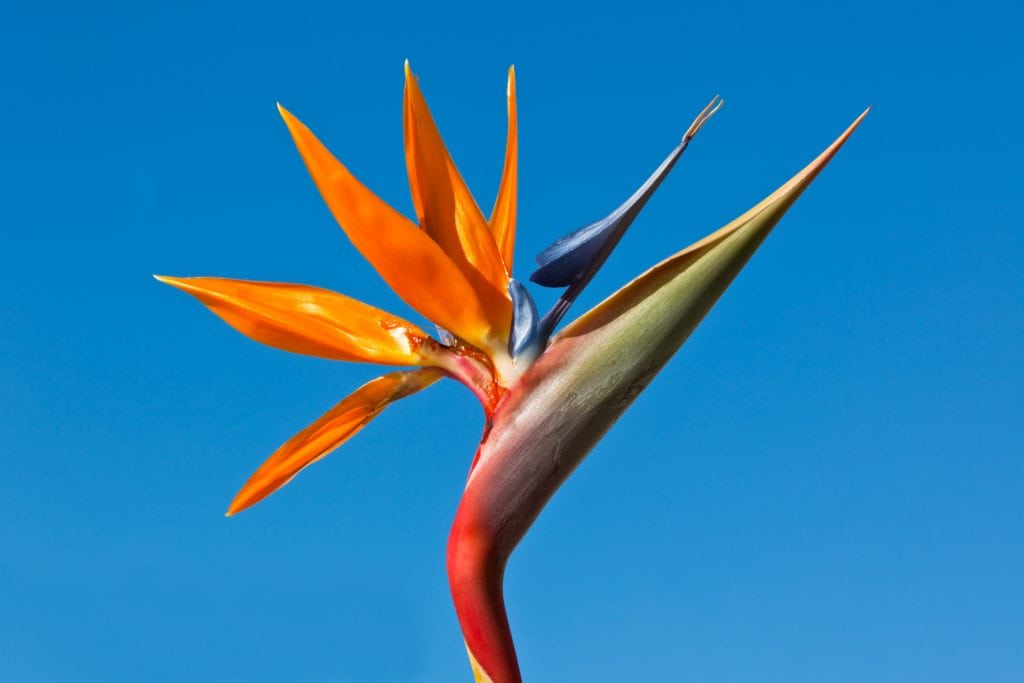 Flower & plant seeds to sow in July – Sowing Guide Strelitzia 1024x683 - Flower & plant seeds to sow in July – Sowing Guide