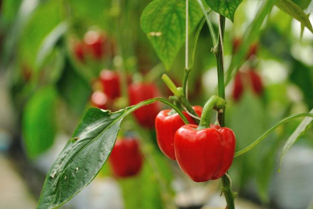 Sweet Peppers 1024x683 - Vegetable & fruit seeds to sow in February &ndash; Planting Guide