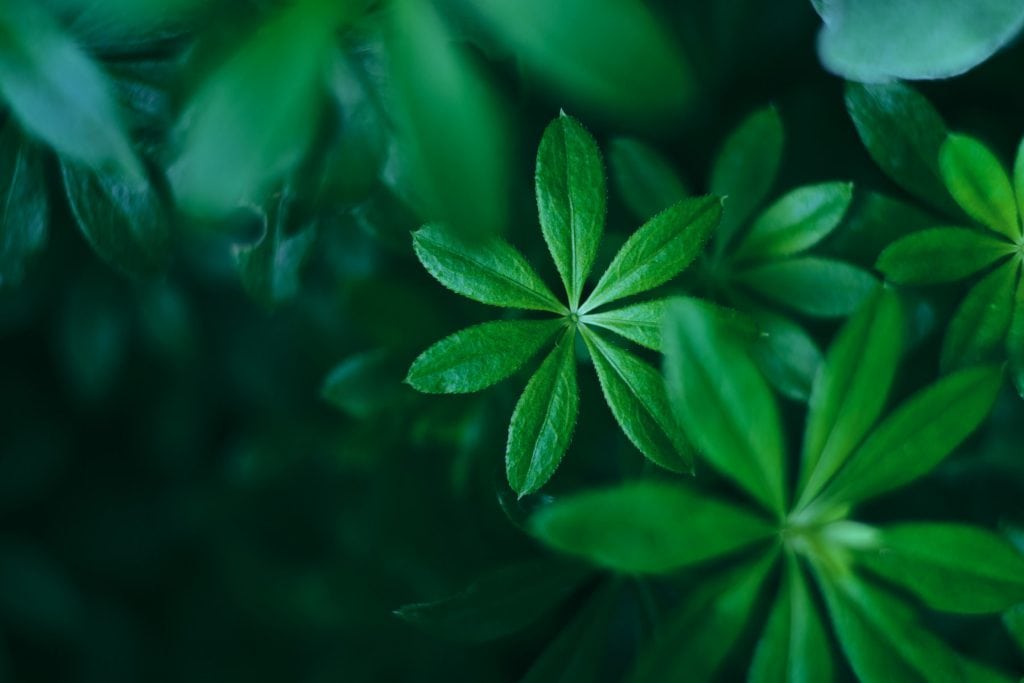 Sweet Woodruff 1024x683 - Flower & plant seeds to sow in October &ndash; Sowing Guide