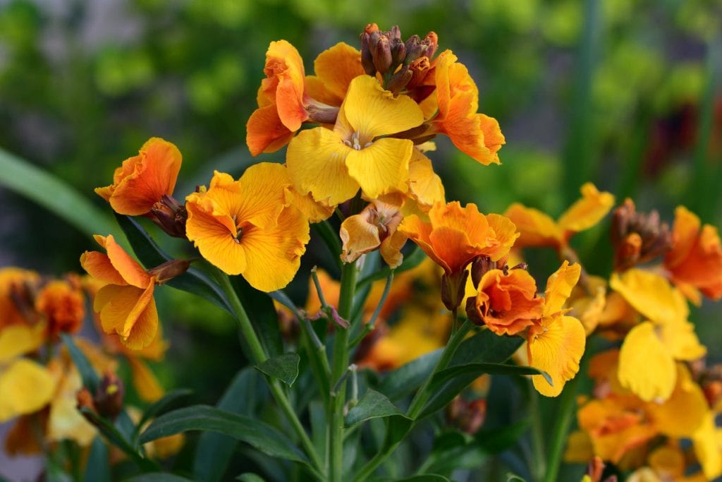 Flower & plant seeds to sow in July – Sowing Guide Wallflowers 1024x683 - Flower & plant seeds to sow in July – Sowing Guide