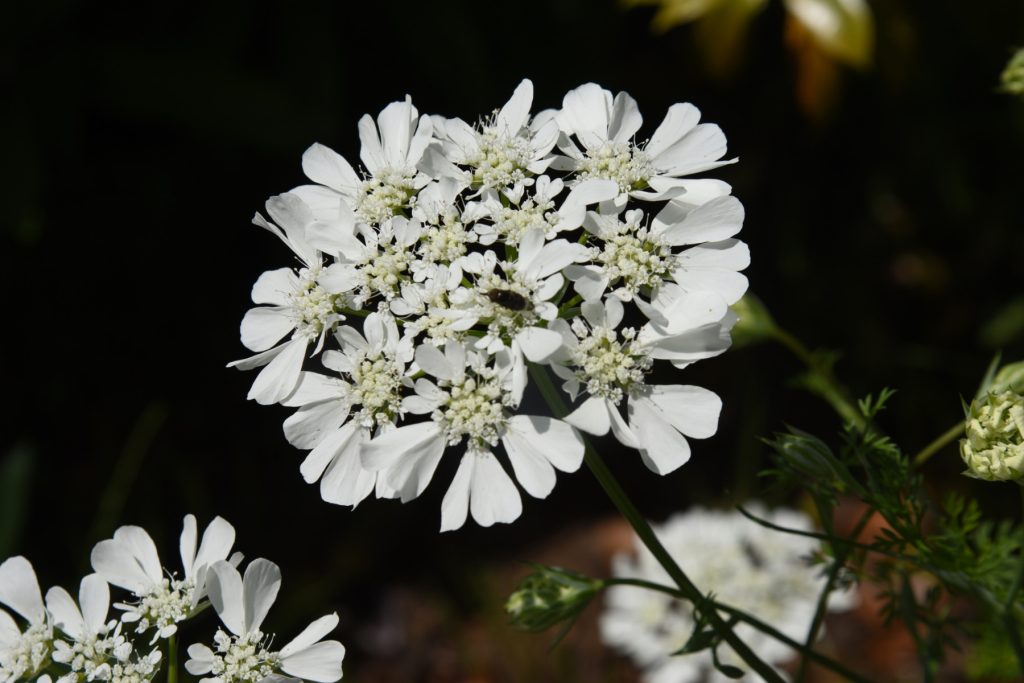 White Laceflower 1024x683 - Flower & plant seeds to sow in October &ndash; Sowing Guide