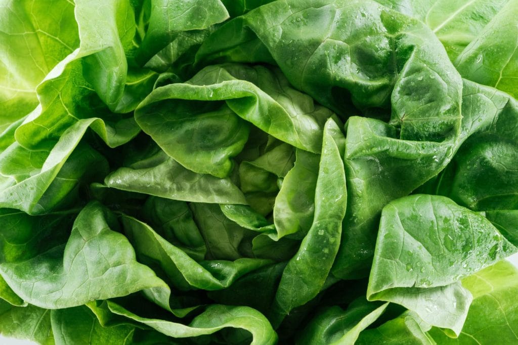 Flower & plant seeds to sow in December – Sowing Guide lettuce 1024x683 - Flower & plant seeds to sow in December – Sowing Guide
