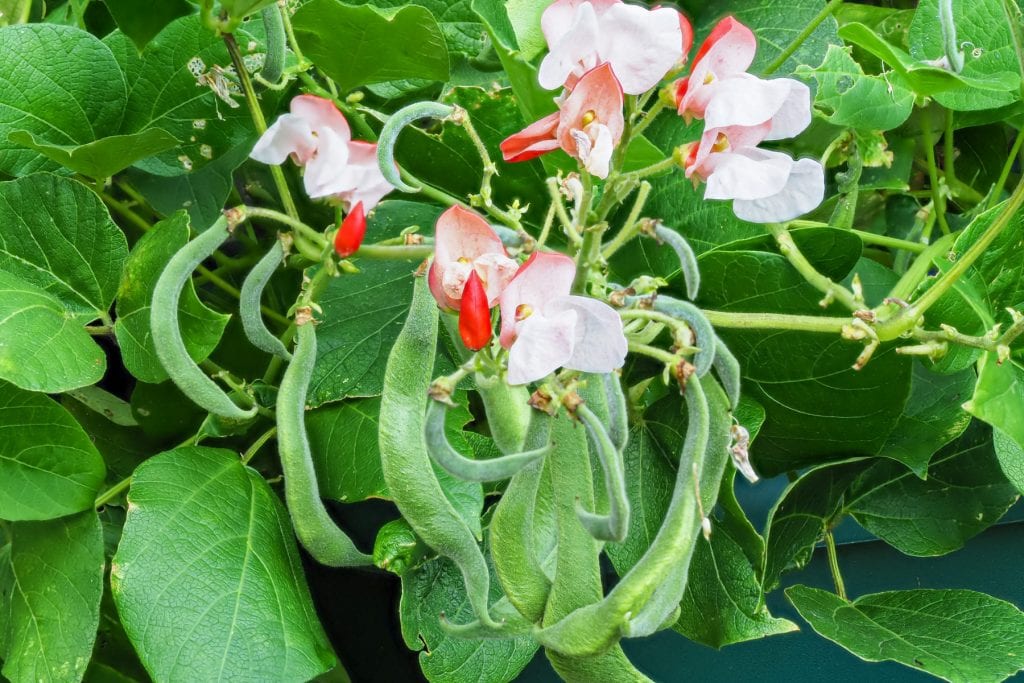 Dwarf Beans 1024x683 - Vegetable & fruit seeds to sow in July &ndash; Planting Guide