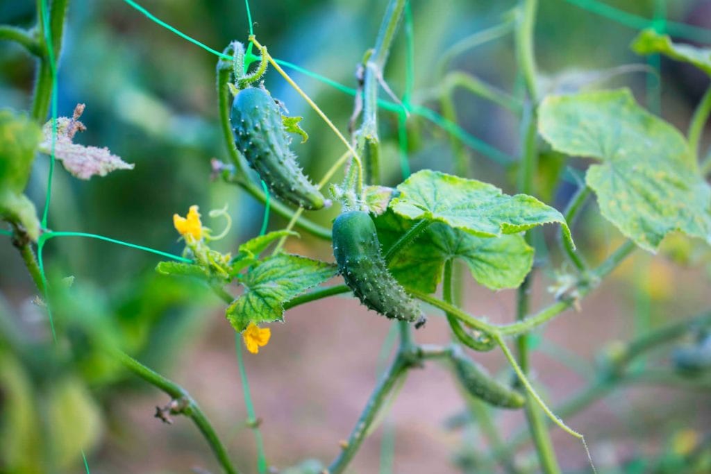 Gherkin 1024x683 - Vegetable & fruit seeds to sow in July &ndash; Planting Guide