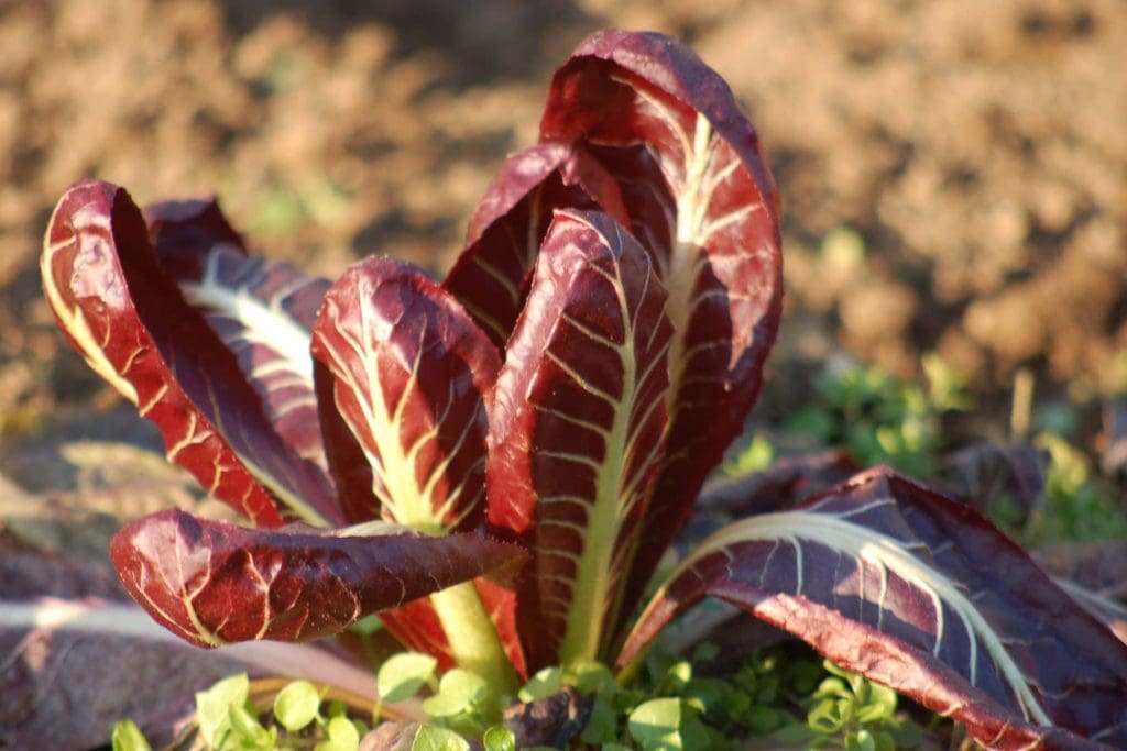 Radicchio 1024x683 - Vegetable & fruit seeds to sow in July &ndash; Planting Guide