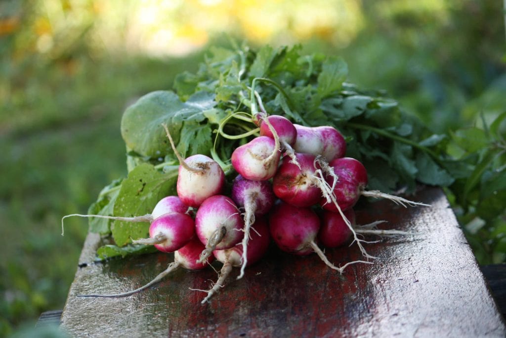 Radishes 1024x683 - Vegetable & fruit seeds to sow in July &ndash; Planting Guide