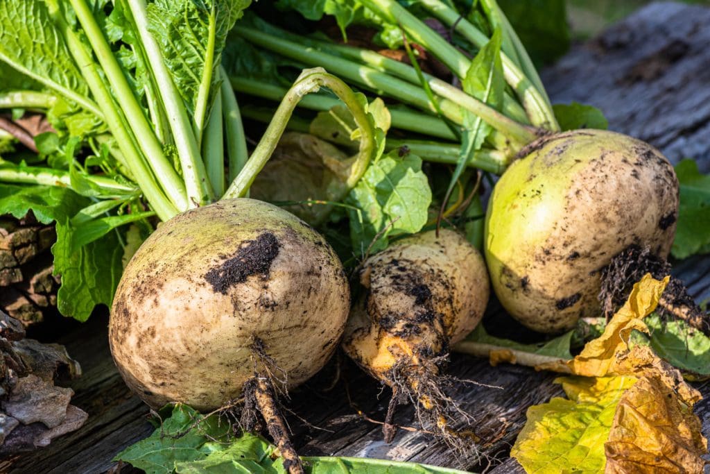 Turnips 1024x683 - Vegetable & fruit seeds to sow in July &ndash; Planting Guide
