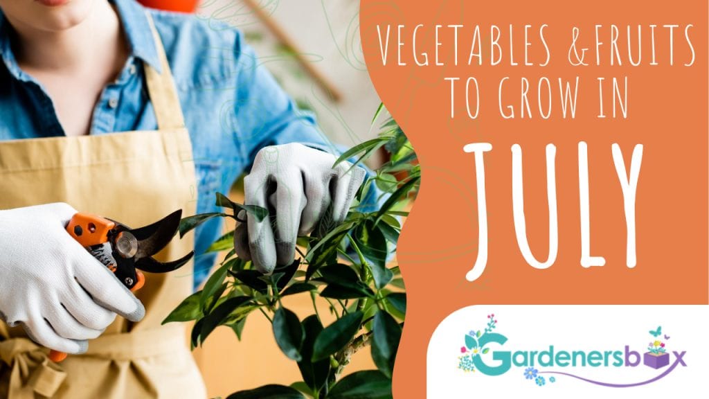 Vegetables Fruits to grow in July 1024x576 - Vegetable & fruit seeds to sow in July – Planting Guide