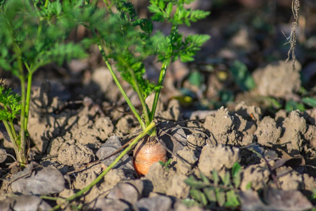 carrots 1024x683 - Vegetable & fruit seeds to sow in July &ndash; Planting Guide
