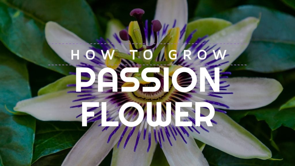 How to grow. 1 1024x576 - Passion Flower (Passiflora caerulea): How to grow this beautiful plant and fruit