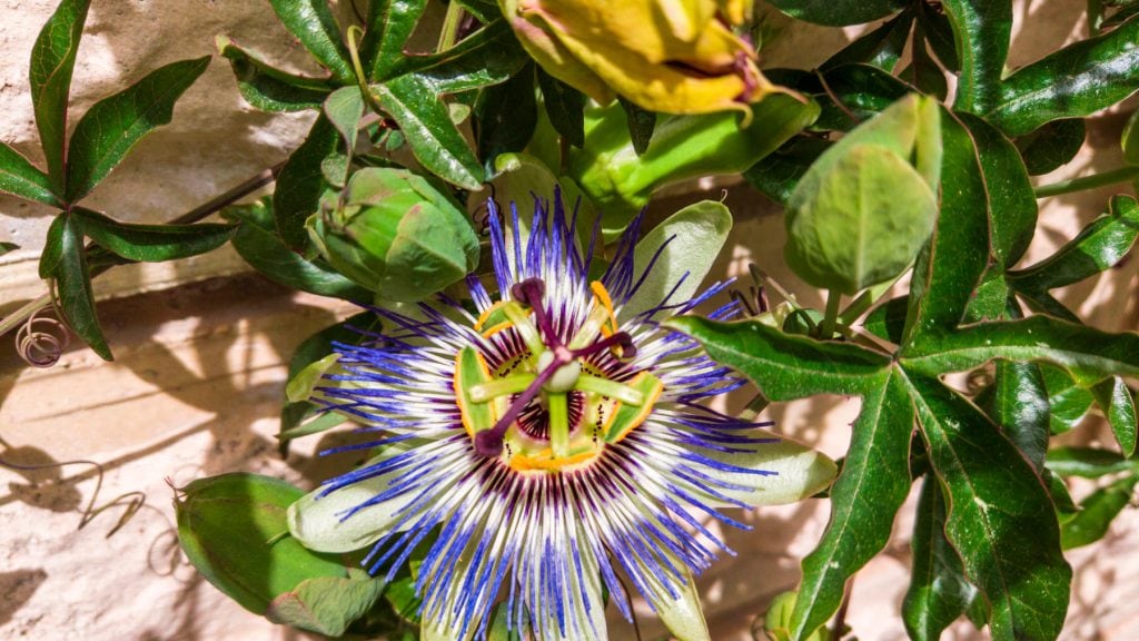 Passiflora caerulea 1 1024x576 - Passion Flower (Passiflora caerulea): How to grow this beautiful plant and fruit