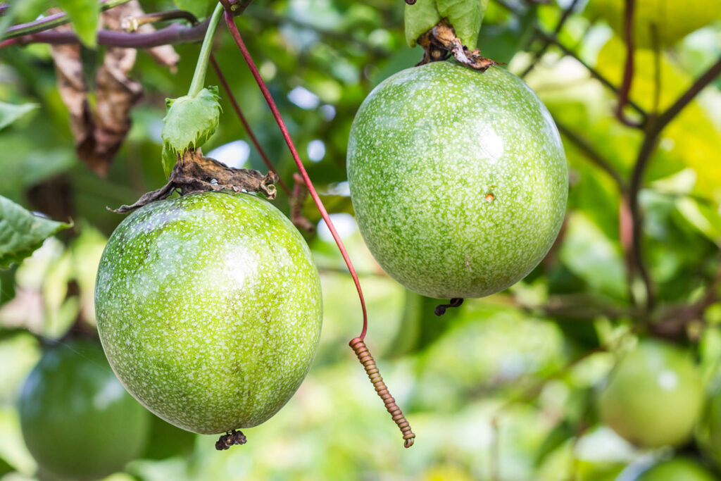 Passion Flower (Passiflora caerulea): How to grow this beautiful plant and fruit Passionfruit 1 1 1 1024x683 - Passion Flower (Passiflora caerulea): How to grow this beautiful plant and fruit