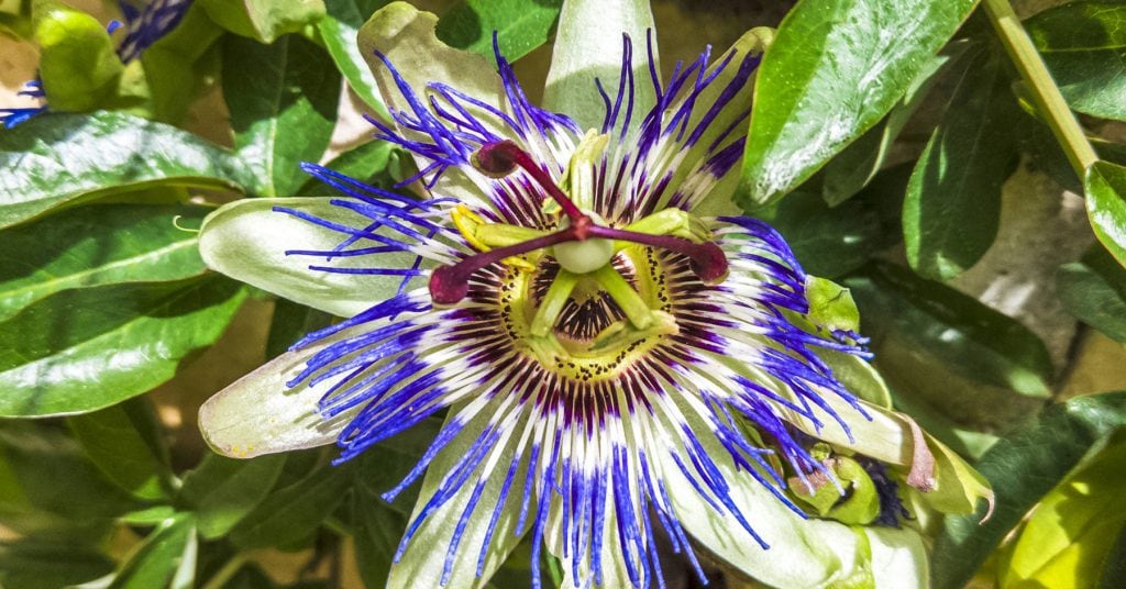 passionflower 1 1024x536 - Passion Flower (Passiflora caerulea): How to grow this beautiful plant and fruit