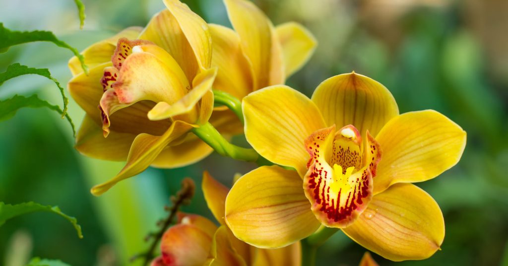 Cymbidium Orchid 1 1024x536 - Orchids (Orchidaceae): How to plant, grow and care for orchids