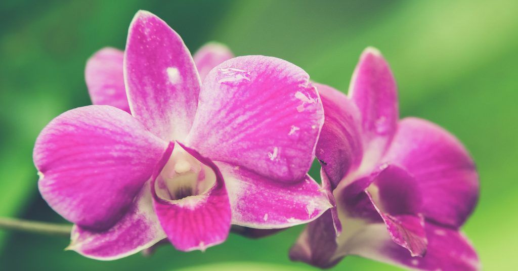 Dendrobium Orchid 1 1024x536 - Orchids (Orchidaceae): How to plant, grow and care for orchids