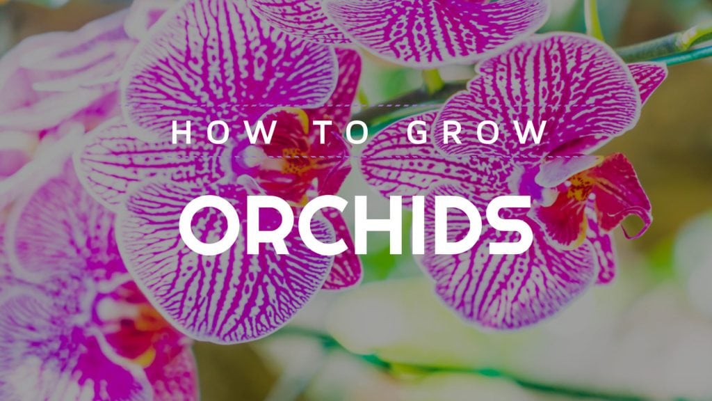 How to grow. orchids 1 1024x576 - Orchids (Orchidaceae): How to plant, grow and care for orchids