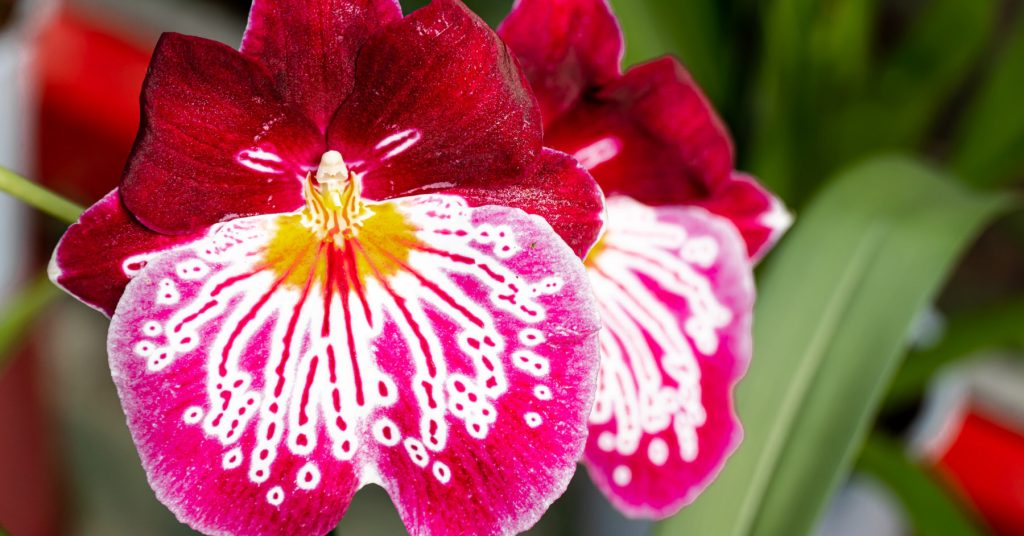 Miltonia Orchid 1 1024x536 - Orchids (Orchidaceae): How to plant, grow and care for orchids