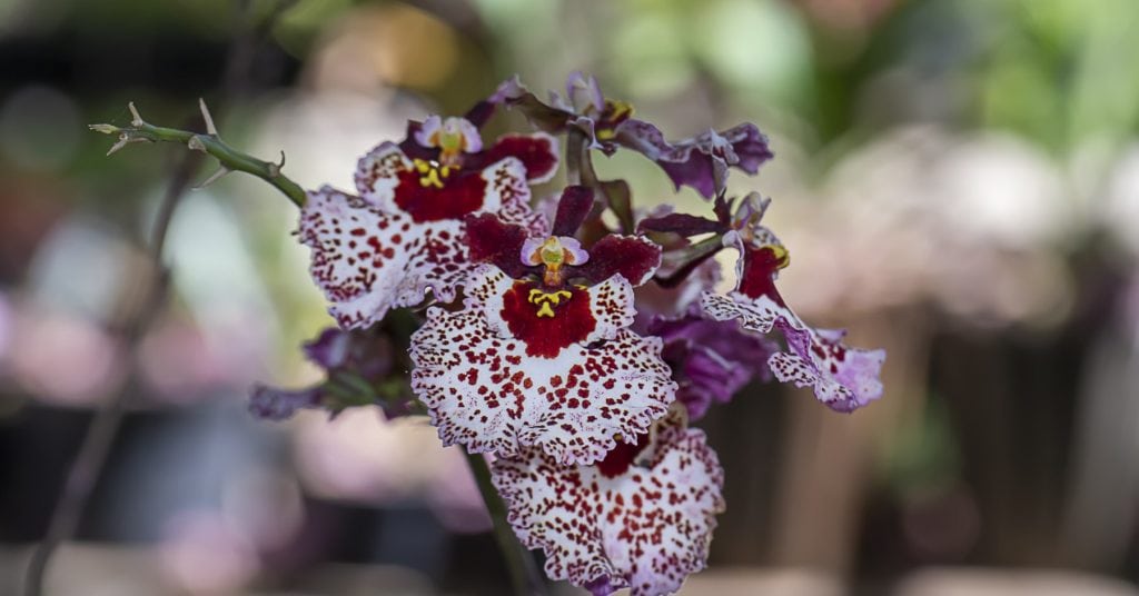 Oncidium Orchid 1 1024x536 - Orchids (Orchidaceae): How to plant, grow and care for orchids