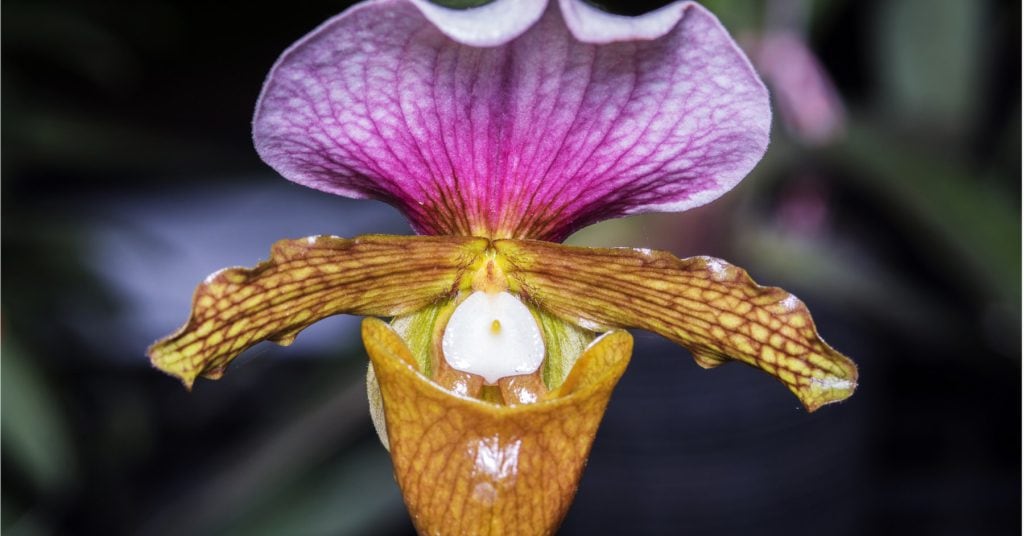 Paphiopedilum Orchid 1 1024x536 - Orchids (Orchidaceae): How to plant, grow and care for orchids